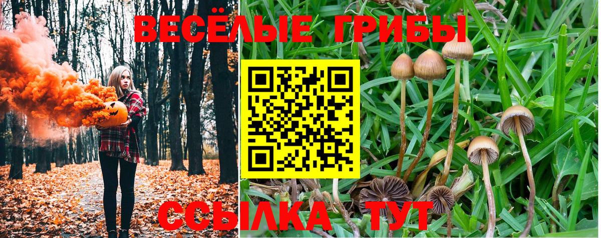 Галлюциногенные грибы Psilocybe Новотроицк